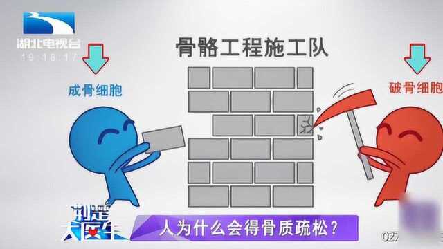 人为什么会得骨质疏松?这是一场成骨细胞和破骨细胞的对抗