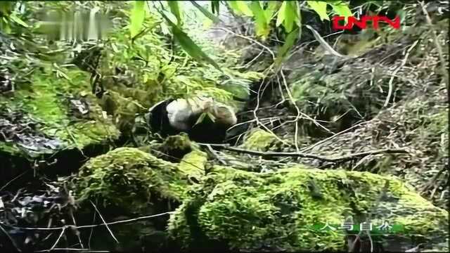 山间的泉水汇成了一道道小溪,沿着山谷奔流而下,大熊猫熟知这里