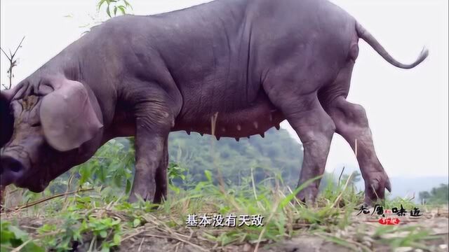 老广的味道:这种土猪叫太湖猪,为了改良品种赶到山上跟野猪交配