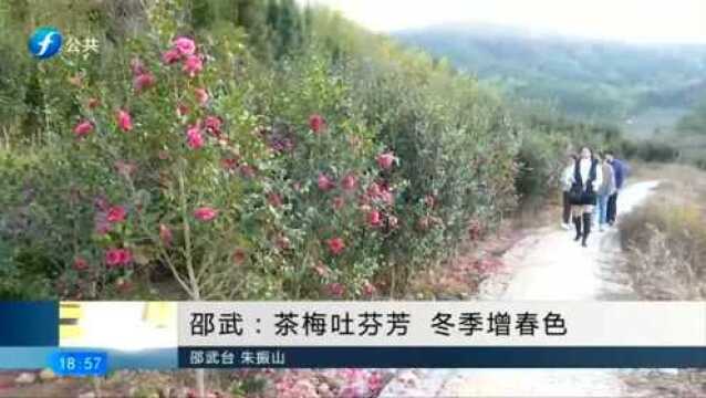 邵武:茶梅吐芬芳 冬季增春色 真正做到傲雪春梅