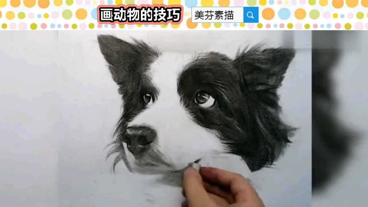 动物素描边牧狗狗的画法如何用素描画出小动物毛茸茸的毛发效果