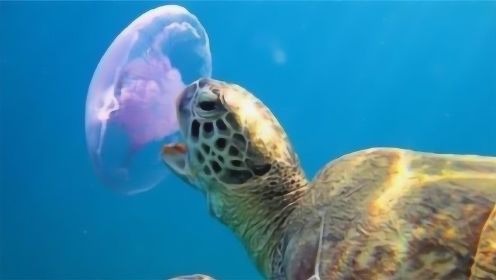 海龟吃水母，海龟一口吸进去就像吃果冻一样，镜头记录全过程！