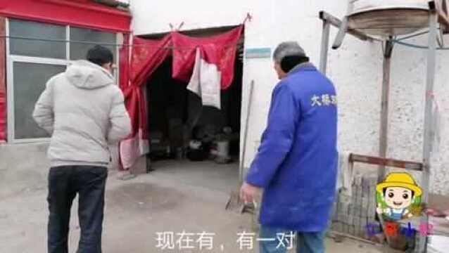 网友要点子,两头乌和淑女品种的鸽子,仁哥带大家去鸽厂看看