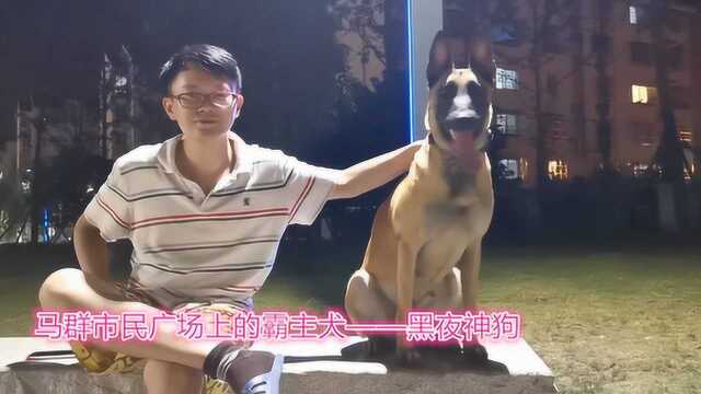 南京马群市民广场上的黑夜神狗——马犬