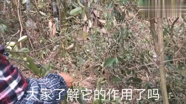 深山“两面针”浑身是宝?认识是草药不认识是杂草