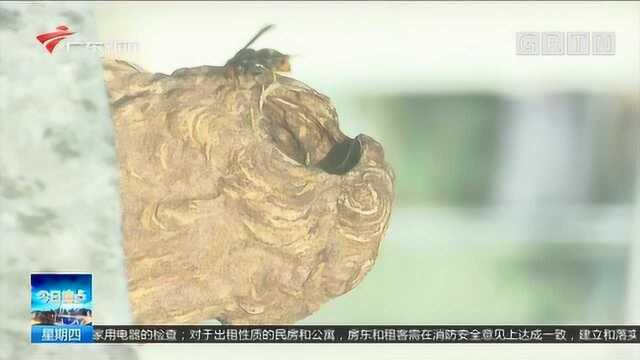 小区高层空置房被黑蜂盯上?拇指大黑蜂让居民担忧