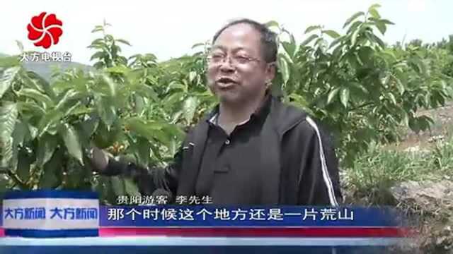 大方支嘎阿鲁湖畔 千亩玛瑙红樱桃喜获丰收!