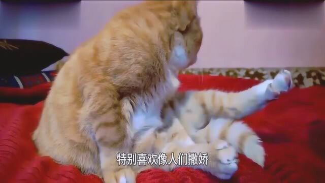 橘猫每天看主人打太极,半年后画风突变,网友:功夫橘猫?