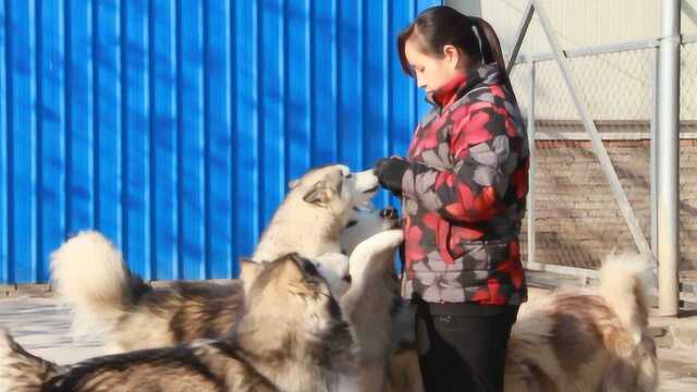 狗狗的疫苗应该怎么打?不要慌,听听养犬小伙的分析