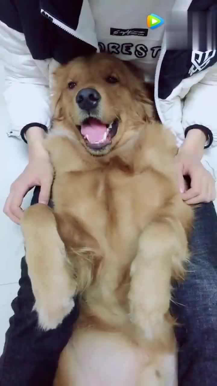 主人这样玩小狗,看样子狗狗很是生气
