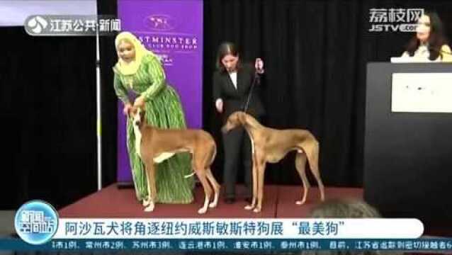 “最美狗”?猎犬阿沙瓦犬将角逐纽约威斯敏斯特狗展