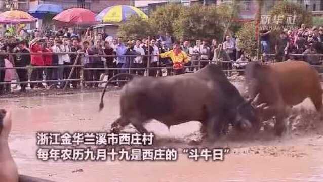 “东方斗牛”,丰收的庆典