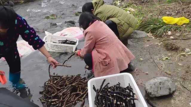 湘西大山里有一种草根,挖回家可以做成美食,还能卖到30元一斤