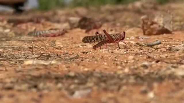 大规模蝗虫群是如何形成的?