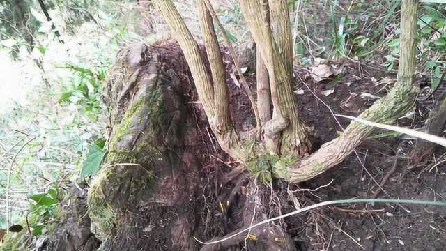 农村常见植物:南天竹,可以制作盆景,观赏价值高,你认识吗