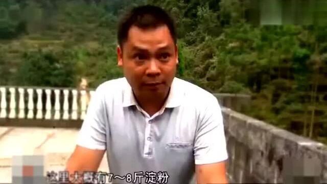 旱藕粉丝是用美人蕉的块茎做出来的,农民的制作方法都是纯手工的