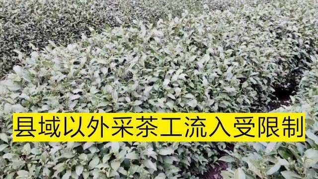 浙江衢州农村万亩龙顶茶无人采摘,怎么办