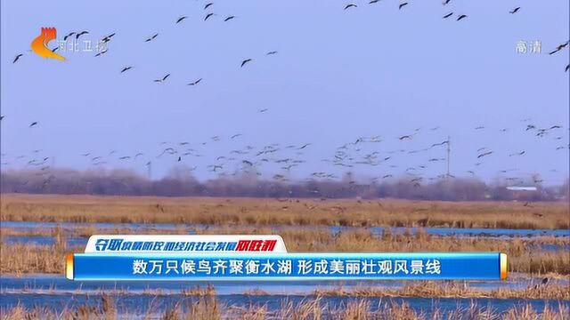 数万只候鸟齐聚衡水湖 形成美丽壮观风景线