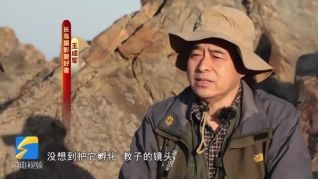 68秒丨“鹬蚌相争,渔翁得利”的“鹬”你见过吗?跟着他的镜头看鸟懂鸟爱鸟