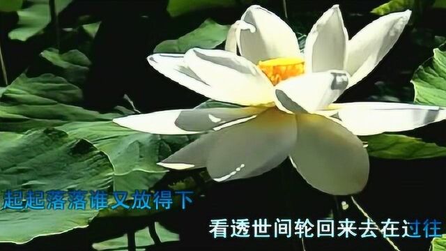 莲花  刘馨月,花花世界,真善真美是莲花