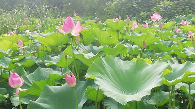 六月荷花迎来盛花期,接天莲叶无穷碧,映日荷花别样红