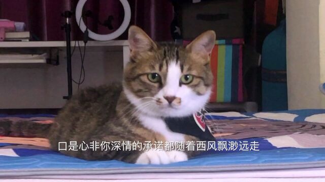 点进主页拯救这只猫