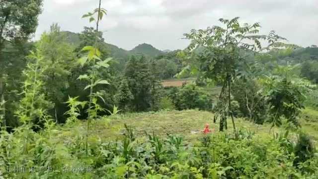 大虎山留题风水,传说一棺风水宝地,风水大师王君植弟子华江贵州寻龙视频