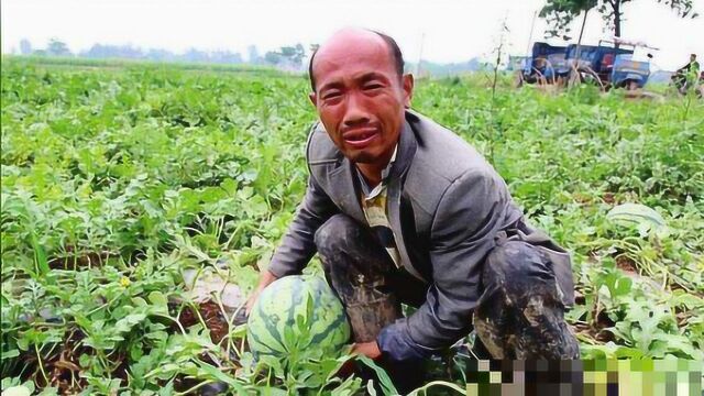 6月21日夏至,至此后“天短夜长,苦夏难熬”!农民要牢记三点