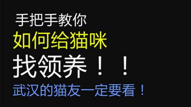 【科普】手把手教你如何给猫咪找领养!武汉的猫友一定要看!