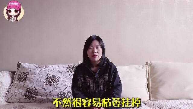 兰花养不好?摆放位置很关键,这“3个地方”最容易犯错,快拿走