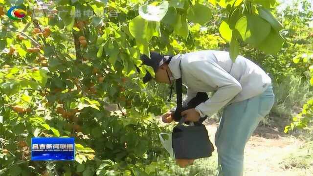 夏季采摘忙 果农乐开怀