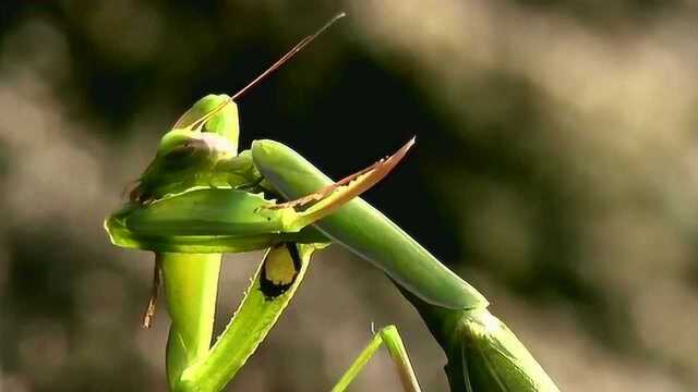 [生命的故事]清洁高手 昆虫的特殊清洁方式