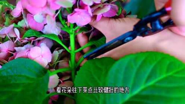 绣球越养越绿?这样操作一下,明年开花更爆!