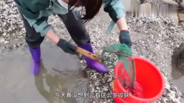 福建美女赶海,在水坑里发现了条极品虎斑鱼,才8两就值100多块!