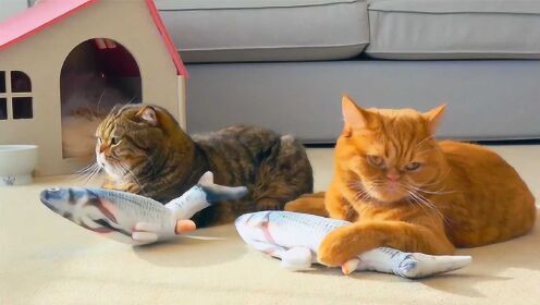 猫为什么特别喜欢鱼 496