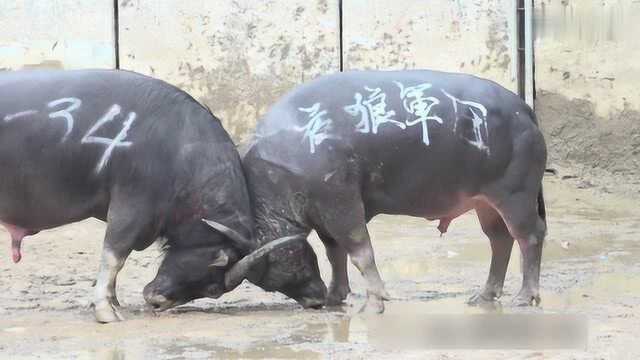 夜狼军团牛王还是不能坚持了,看它跑的样子就知道已经很累了