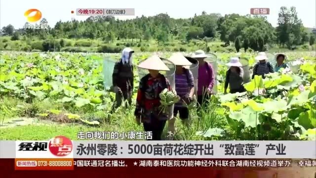 奔向小康有妙招!5000亩荷花绽开出“致富莲”产业