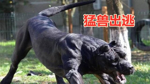 人称“杀人犬”非常危险很多地方禁养,主要用途是斗狗,惹怒它主人都会被咬