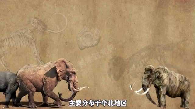 大象的演变史,看完这个视频又涨知识了