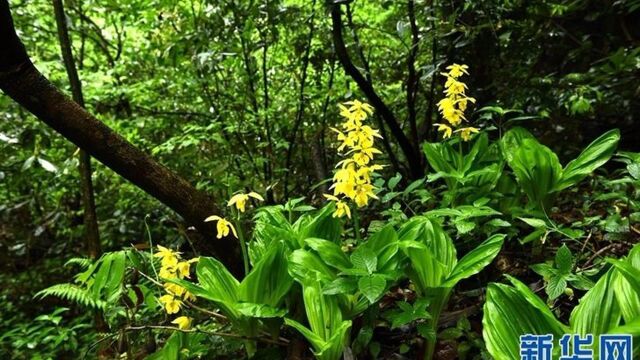 野生不足300株 极危兰花的“拯救之路”