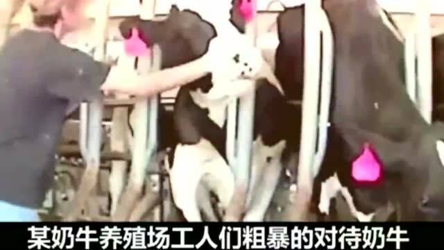 一部反映人性的影片“饲养人”看完久久不能平静