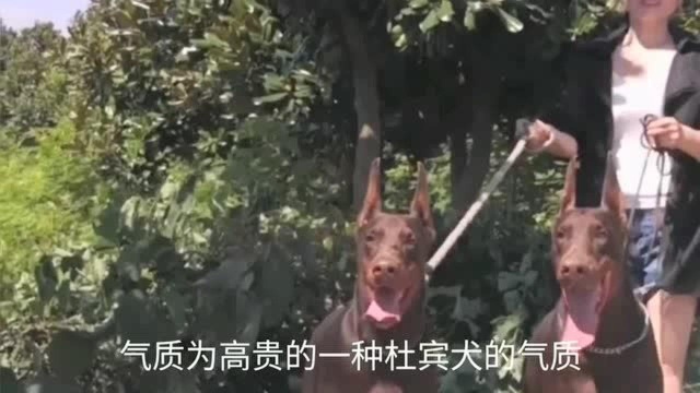 杜宾犬——成功人士的选择