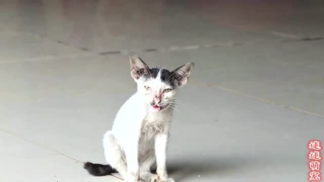 见过惨的没见过这样惨的流浪猫,瘦到皮包骨,忍饥挨饿过日子