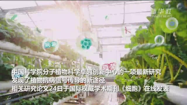 科学家发现植物抗病信号传导的新途径