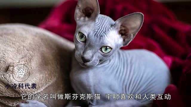 猫星人智商排名,巴厘猫第二,暹罗猫第三,橘猫能排第几?