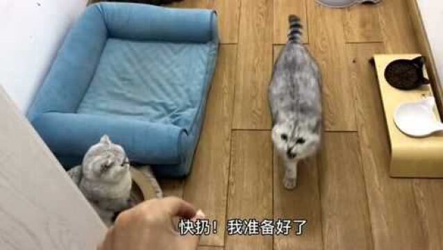 主人抛出吃的,猫咪立马冲上去接住,你真把自己当狗子了吗?