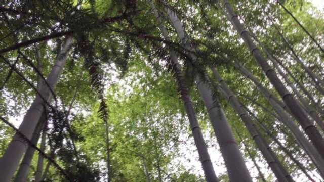 夏日避暑好地方,千亩楠竹林变空调山,山城农人直呼好凉爽!