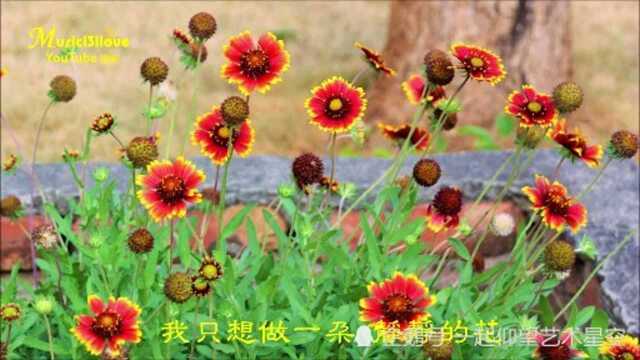 彭清《静静的花》,配图音乐欣赏