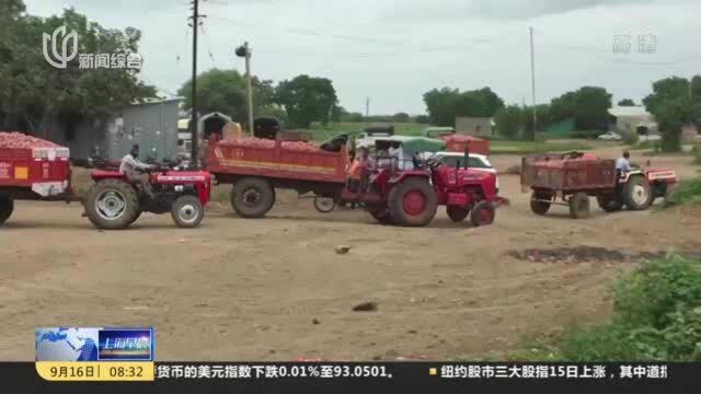 印度:暴雨洪灾致洋葱减产价格暴增 政府将禁止出口洋葱