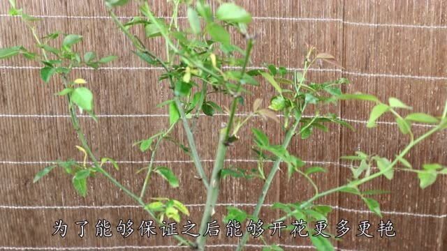 “月季”开花量少?入冬前做好3点,花朵还能开到挨挨挤挤